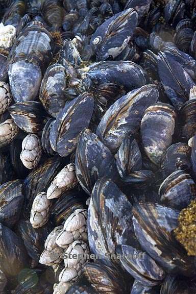 mussels 5 graphic